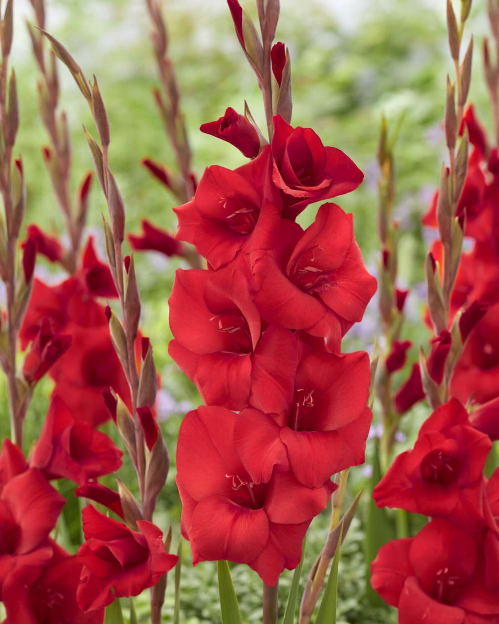 Gladiolus 'Red Balance®'